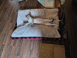 Lost Male Cat last seen Linwood and watts, Shreveport, LA 71106