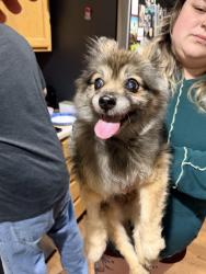 Found/Stray Male Dog last seen El Camino , Sacramento, CA 95821