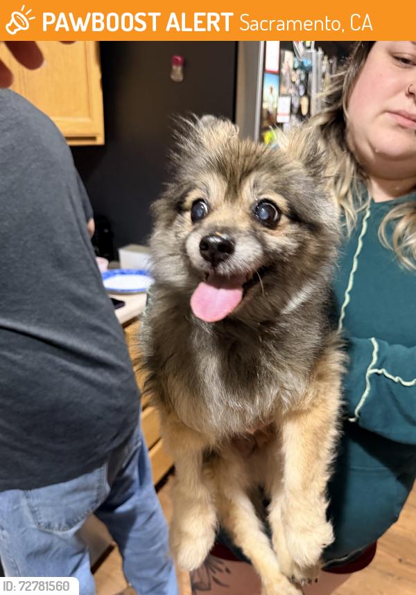 Found/Stray Male Dog last seen El Camino , Sacramento, CA 95821