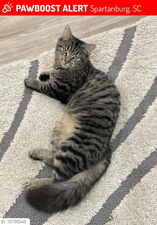 Lost Female Cat last seen Lucerne Dr, Spartanburg, SC 29302