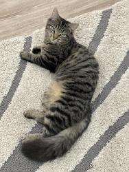 Lost Female Cat last seen Lucerne Dr, Spartanburg, SC 29302