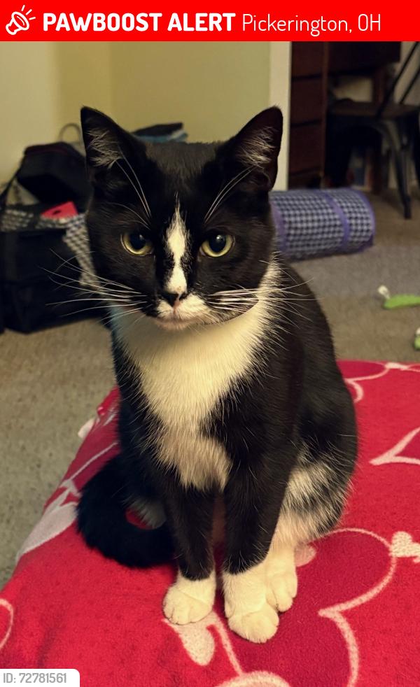 Lost Male Cat last seen Copperfield Lane & Carriage Lane, Pickerington, OH 43147