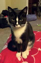 Lost Male Cat last seen Copperfield Lane & Carriage Lane, Pickerington, OH 43147
