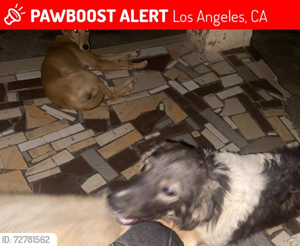 Lost Female Dog last seen Hargett , Los Angeles, CA 90012