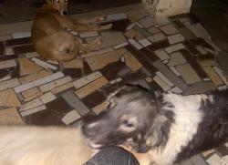Lost Female Dog last seen Hargett , Los Angeles, CA 90012