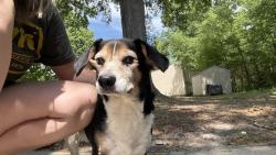 Found/Stray Male Dog last seen Near Alder Circle, Virginia Beach, VA 23462