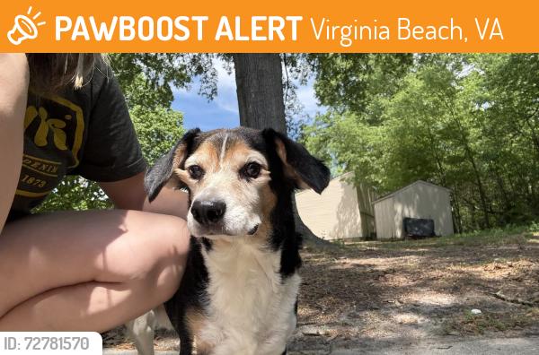 Found/Stray Male Dog last seen Near Alder Circle, Virginia Beach, VA 23462