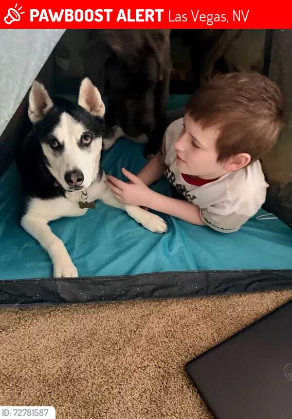 Lost Female Dog last seen El Capitan and Gowan, Las Vegas, NV 89129
