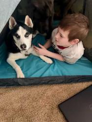 Lost Female Dog last seen El Capitan and Gowan, Las Vegas, NV 89129