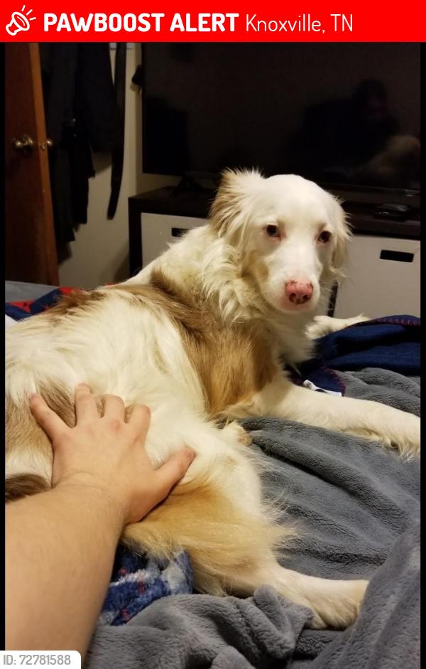 Lost Male Dog last seen Middlebrook, Knoxville, TN 37923
