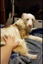 Lost Male Dog last seen Middlebrook, Knoxville, TN 37923