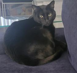 Lost Male Cat last seen Park dale and new salem, San Diego, CA 92126