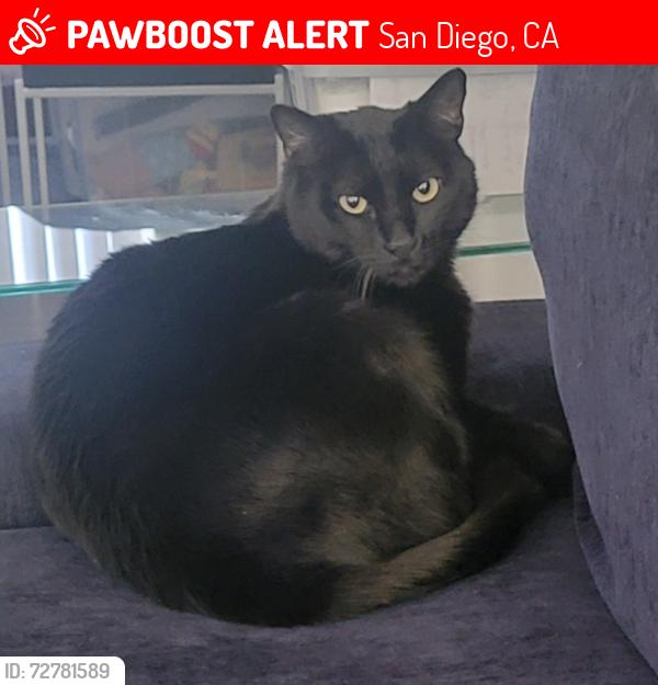 Lost Male Cat last seen Park dale and new salem, San Diego, CA 92126