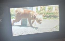 Found/Stray Unknown Dog last seen Ponderosa Ranch Road, Victorville, CA 92392