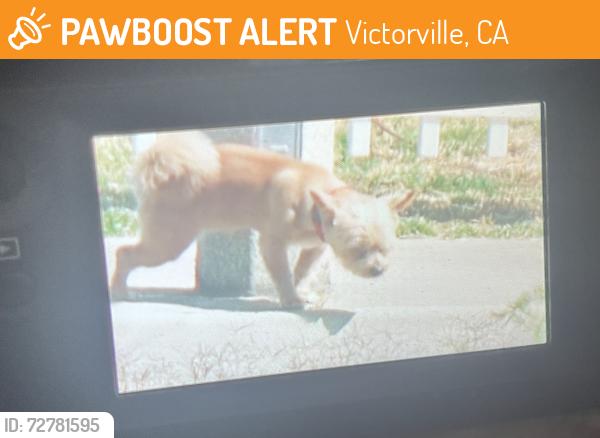 Found/Stray Unknown Dog last seen Ponderosa Ranch Road, Victorville, CA 92392