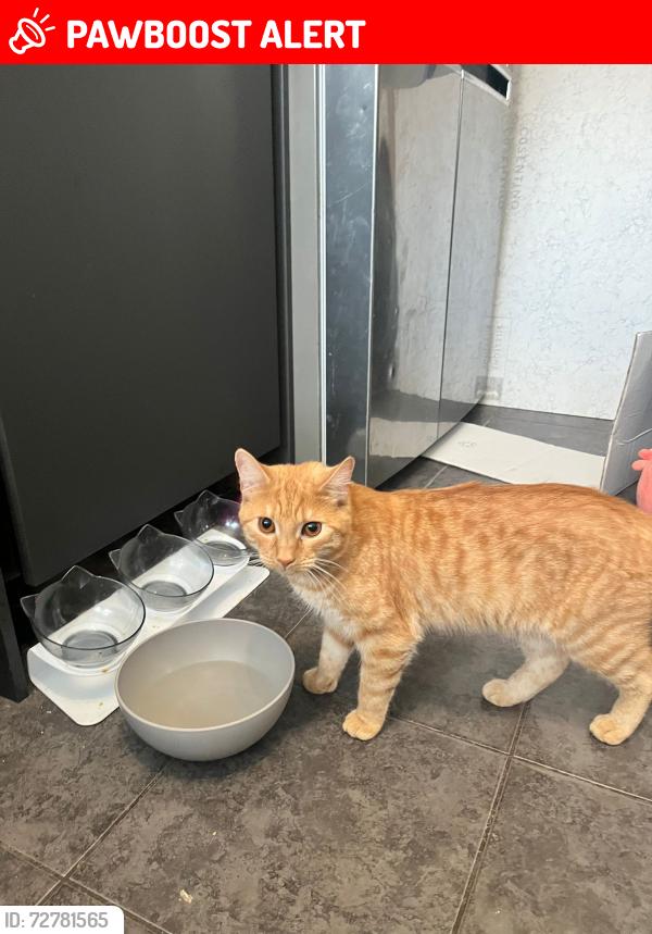 Lost Male Cat last seen Buckhurst avenue near wandle , Greater London, England SM5 1PD