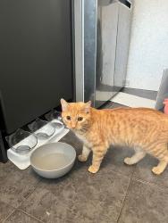 Lost Male Cat last seen Buckhurst avenue near wandle , Greater London, England SM5 1PD
