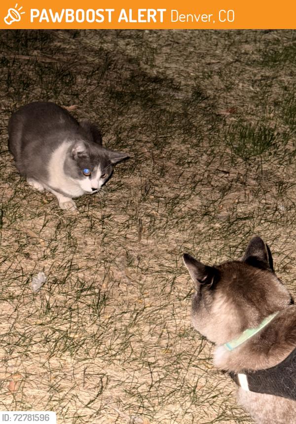 Found/Stray Unknown Cat last seen Parkfield apmt s, Denver, CO 80239