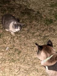 Found/Stray Unknown Cat last seen Parkfield apmt s, Denver, CO 80239