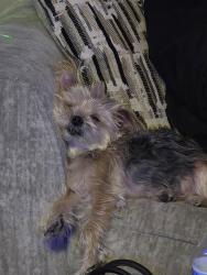 Lost Female Dog last seen Monico and mississippi , Denver, CO 80224