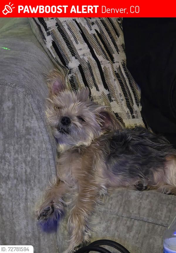 Lost Female Dog last seen Monico and mississippi , Denver, CO 80224