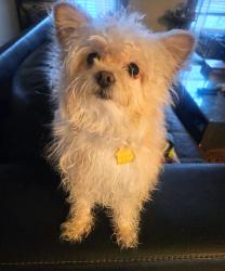 Lost Male Dog last seen Hunters Point Circle and Trackers Way, Louisville, KY 40216