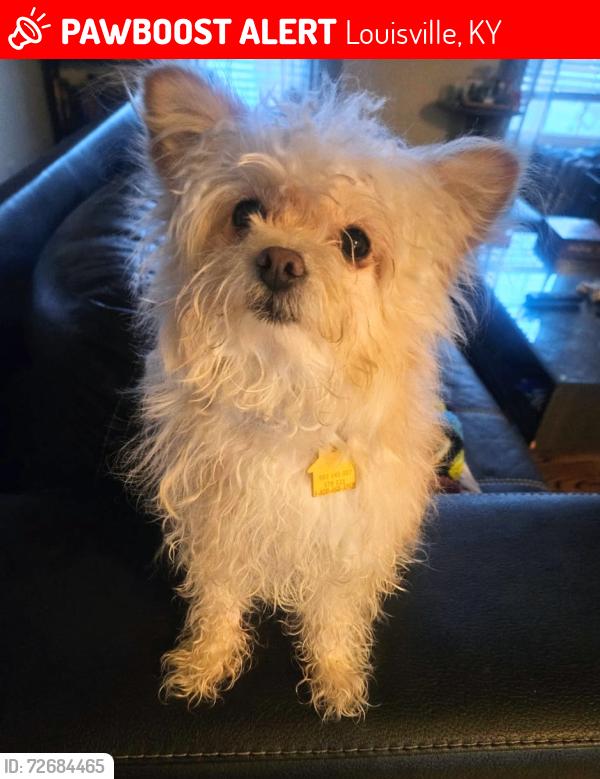 Lost Male Dog last seen Hunters Point Circle and Trackers Way, Louisville, KY 40216