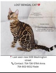 Lost Male Cat last seen Near Washington street, Hollywood , Fl,33019, Hollywood, FL 33019