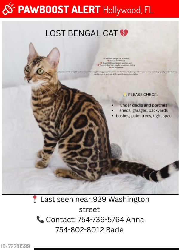 Lost Male Cat last seen Near Washington street, Hollywood , Fl,33019, Hollywood, FL 33019