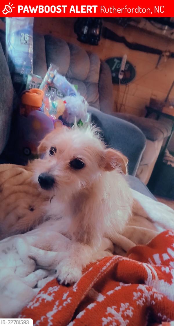 Lost Female Dog last seen Paris Bridge road, Rutherfordton, NC 28139