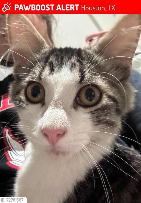 Lost Male Cat last seen Patterson Elementary, Houston, TX 77017