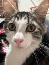 Lost Male Cat last seen Patterson Elementary, Houston, TX 77017