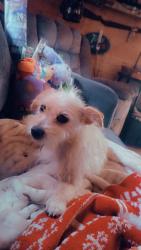 Lost Female Dog last seen Paris Bridge road, Rutherfordton, NC 28139