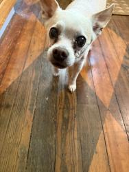 Found/Stray Male Dog last seen 43rd and Park Ave N , Indianapolis, IN 46205