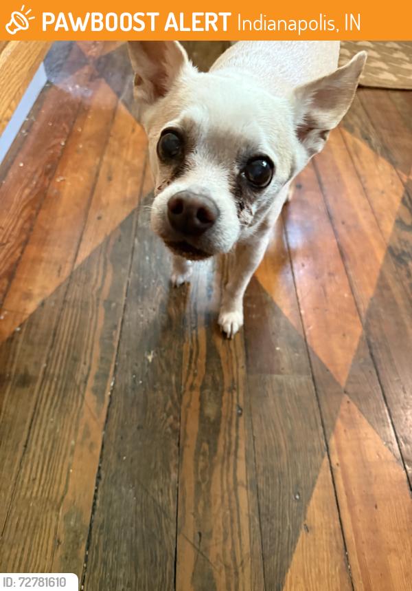 Found/Stray Male Dog last seen 43rd and Park Ave N , Indianapolis, IN 46205