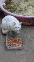 Found/Stray Female Cat last seen Se 37th & Hawthorne, Portland, OR 97214