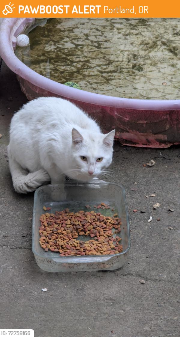 Found/Stray Female Cat last seen Se 37th & Hawthorne, Portland, OR 97214