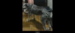 Lost Male Dog last seen Praça Londres , Vila Caminho do Mar, SP 09619-000