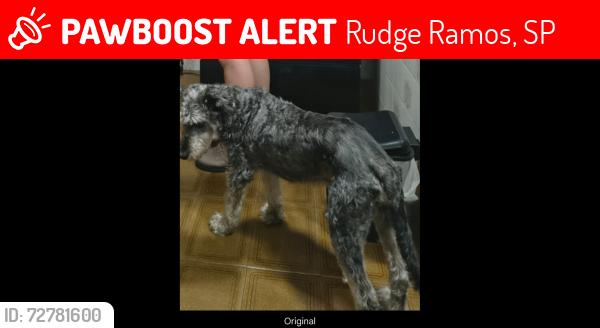 Lost Male Dog last seen Praça Londres , Vila Caminho do Mar, SP 09619-000