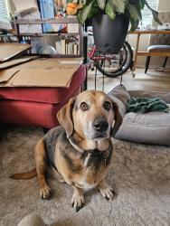 Lost Male Dog last seen Brockmont Av NE/Washington , Albuquerque, NM 87108