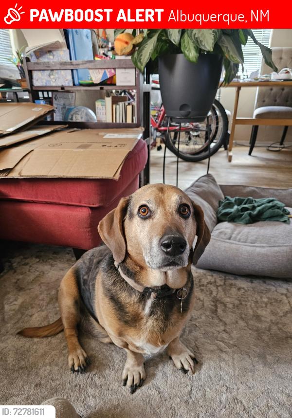 Lost Male Dog last seen Brockmont Av NE/Washington , Albuquerque, NM 87108