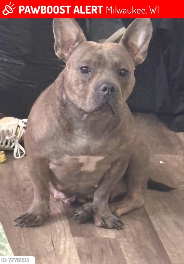 Lost Female Dog last seen 20th Hadley, Milwaukee, WI 53206