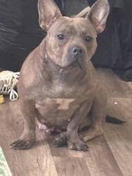 Lost Female Dog last seen 20th Hadley, Milwaukee, WI 53206