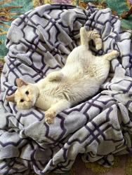 Found/Stray Male Cat last seen Near east and 1400 s , Salt Lake City, UT 84115