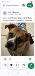 Lost Male Dog last seen Crowley Road and Arthur Drive , Edgecliff Village, TX 76134