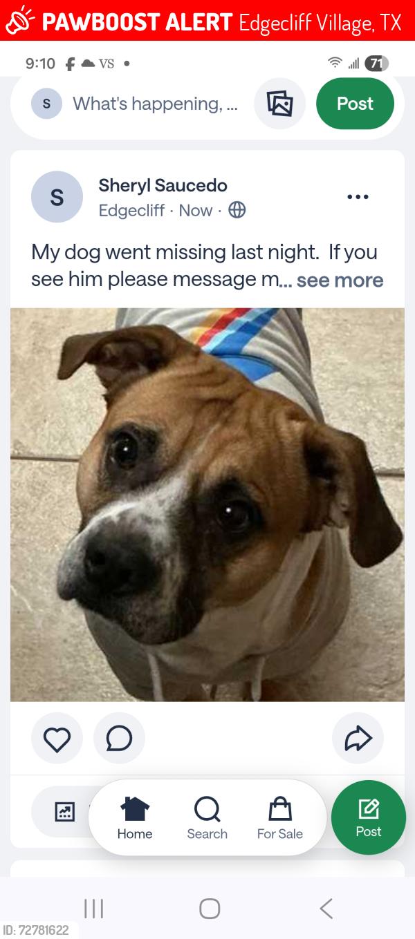 Lost Male Dog last seen Crowley Road and Arthur Drive , Edgecliff Village, TX 76134