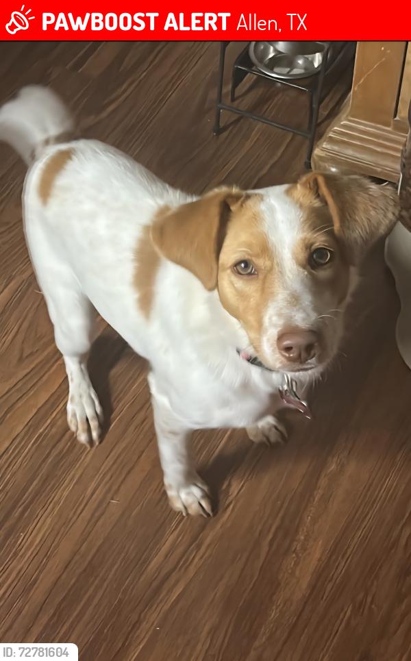 Lost Female Dog last seen Park Place Drive and Hill Haven Drive across from Ford Park in Allen, TX, Allen, TX 75002