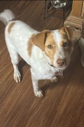 Lost Female Dog last seen Park Place Drive and Hill Haven Drive across from Ford Park in Allen, TX, Allen, TX 75002