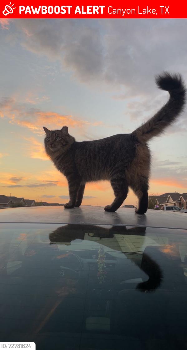 Lost Male Cat last seen Long Creek high school, Canyon Lake, TX 78130