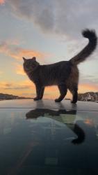 Lost Male Cat last seen Long Creek high school, Canyon Lake, TX 78130